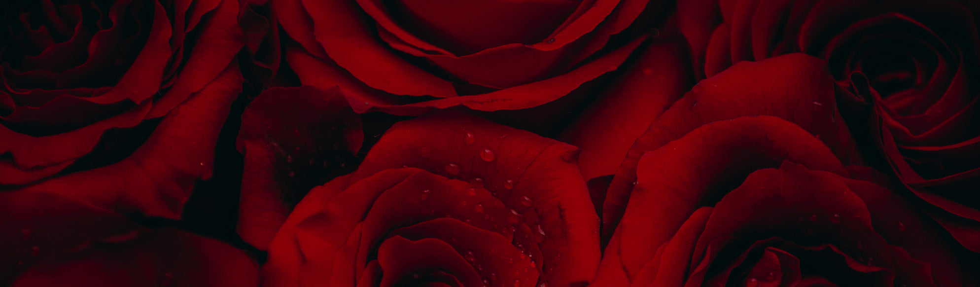 Close-up of dark red roses with a blurred background