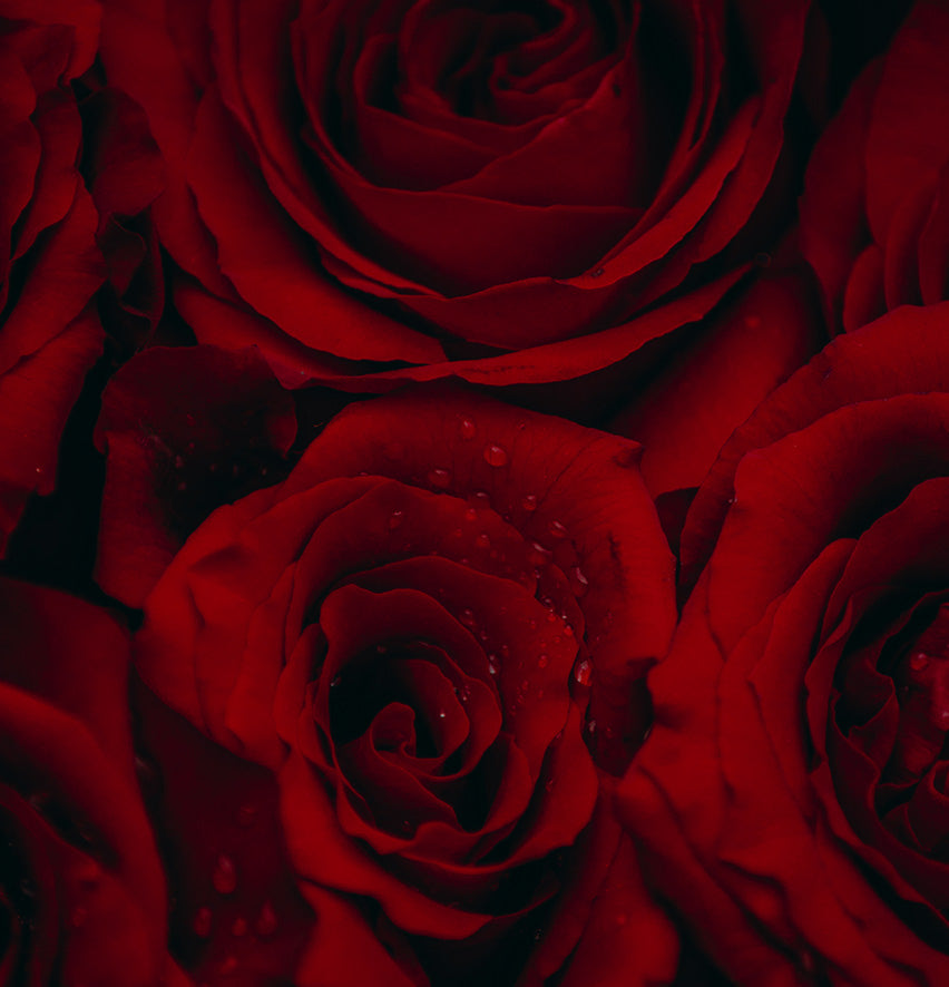 Close-up of red roses with a dark background