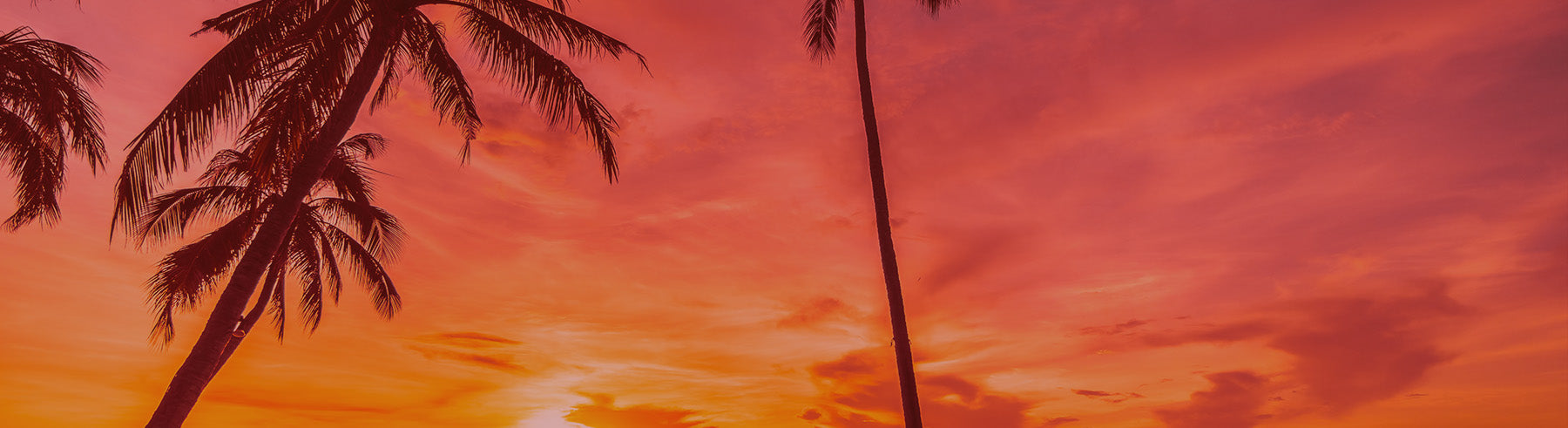 A tropical sunset scene with silhouetted palm trees against a vivid orange, pink, and purple sky.